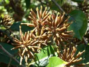 Chapter 8: Uncaria, fruit heads