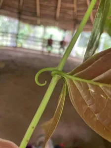 Close view of the curled hook of Uncaria guianensis at a leaf node, Loreto, Peru
