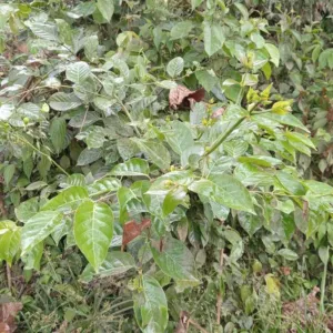 Chapter 7: Uncaria, U. guianensis