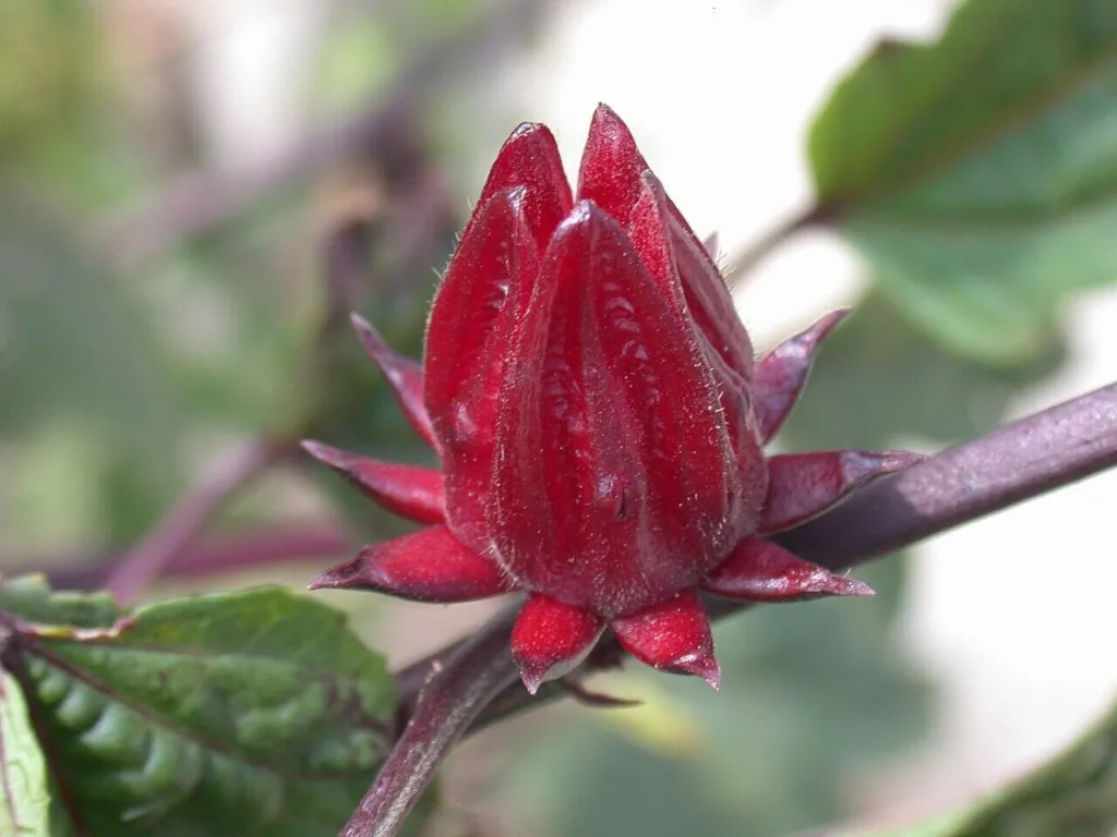 Close view of a fleshy red Hibiscus sabdariffa calyx on the plant, the part used for rosella tea and jam