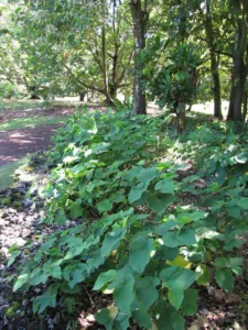 Piper methysticum kava shrubs growing under trees in a tropical botanical garden on Maui