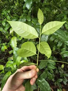 Chapter 9: Ilex guayusa, a branch in hand