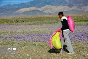 Chapter 5: Crocus sativus, the harvest in Iran