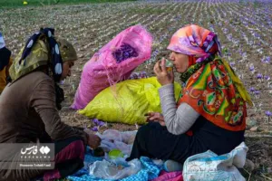 Two women in headscarves sitting beside sacks of picked Crocus sativus flowers at a saffron farm