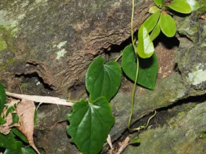Native climbing pepper Piper hederaceum on a rainforest trunk at Etty Bay, north Queensland