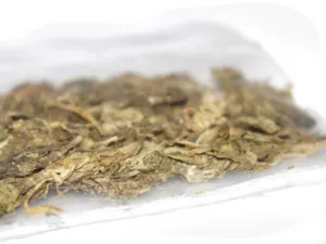 Several dried and trimmed Cannabis sativa flower heads