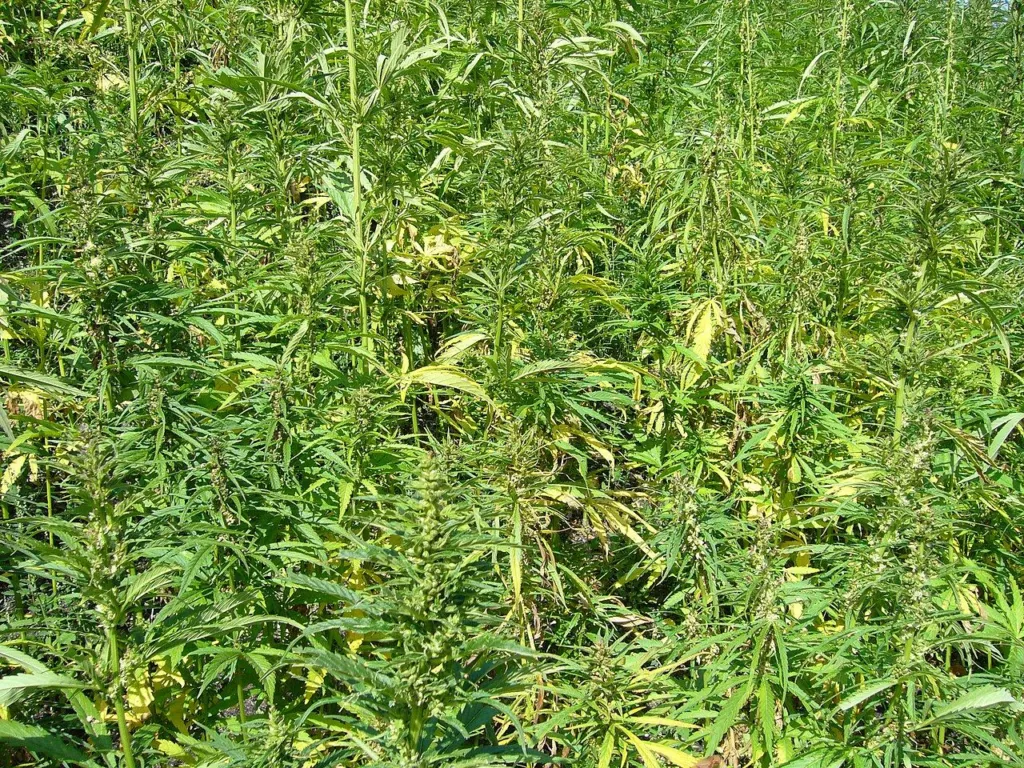 A field of tall green hemp plants growing in rows under a summer sky
