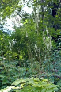 Actaea heracleifolia Komarov's bugbane plant in flower