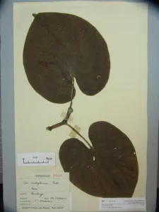 Herbarium specimen sheet of Piper methysticum with pressed heart-shaped leaves, Auckland Museum