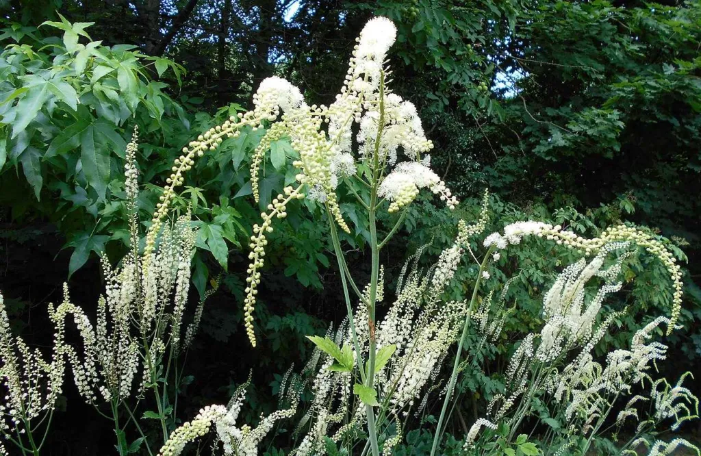 Actaea racemosa black cohosh in full flower, tall white racemes above dark leaves in the Lublin botanical garden