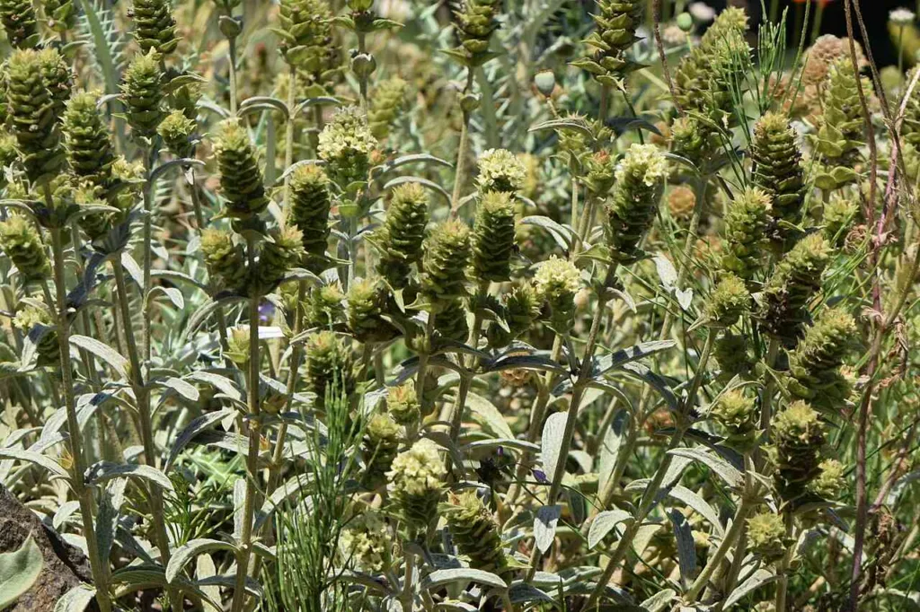 Sideritis scardica Greek mountain tea in full flower, dense pale yellow spikes above silver woolly leaves