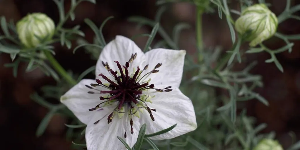 Nigella sativa flower with pale petals and green seed capsules forming behind it