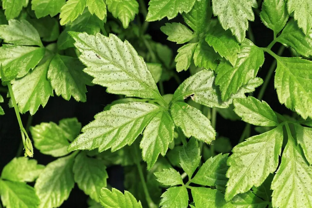 Dense five-leaflet foliage of Gynostemma pentaphyllum, the jiaogulan vine, in a garden planting