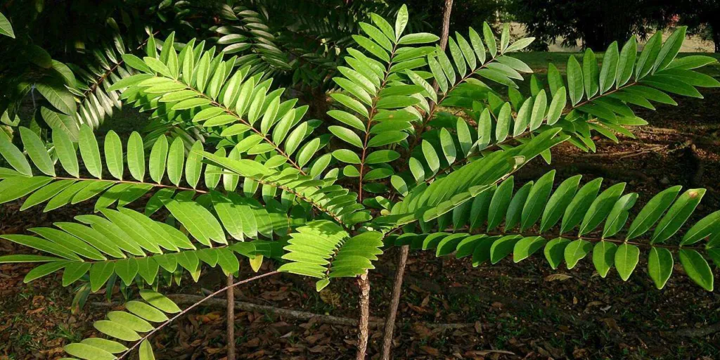 Tongkat ali, Eurycoma longifolia, a young tree with a crown of long pinnate leaves in Malaysian forest