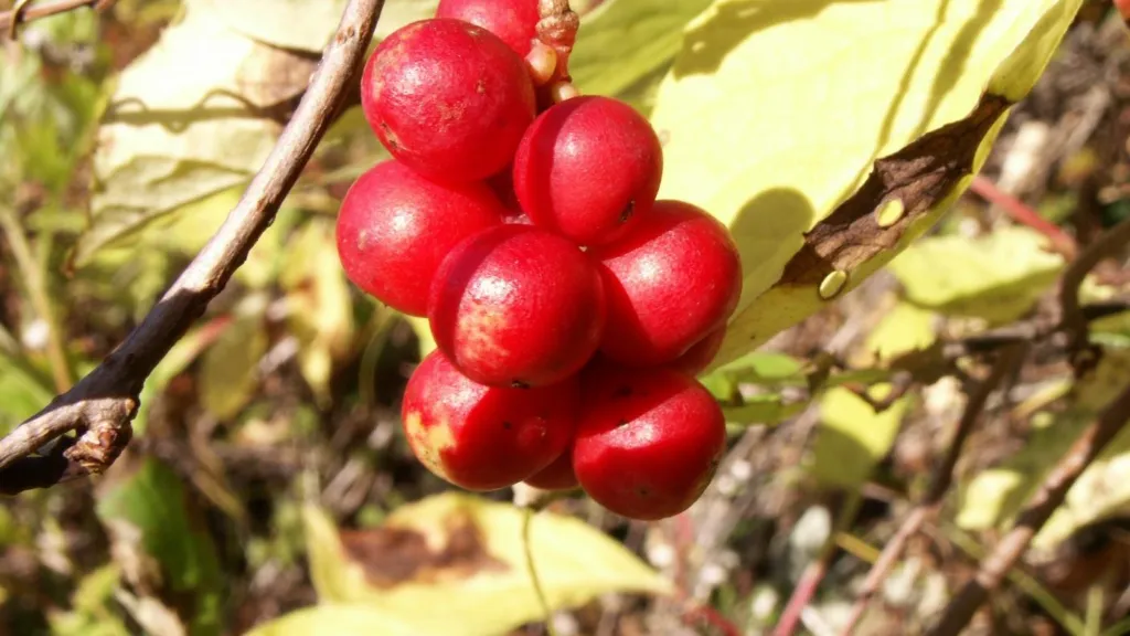 Schisandra chinensis berries ripening red on the vine on Sakhalin Island