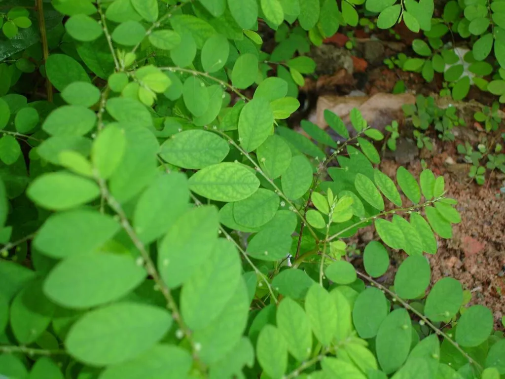Phyllanthus niruri quebra-pedra plant with dense rows of small oval leaves, Brazil