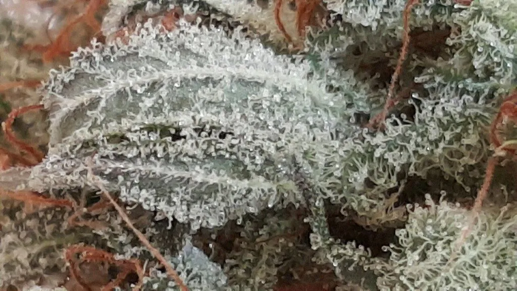 Close-up of resin-tipped glandular trichomes frosting a cannabis flower bract