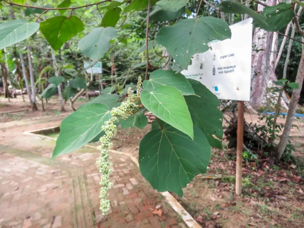 Croton lechleri sangre de grado tree in flower with long pale flower spikes and heart-shaped leaves, Porto Velho, Brazil