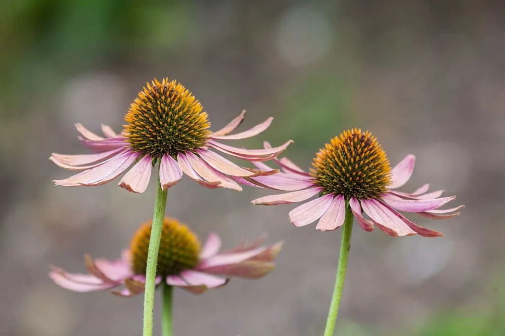 Echinacea purpurea purple coneflowers with pale pink drooping rays and golden cones, Munich botanical garden