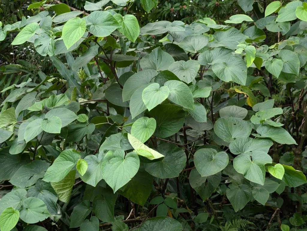 Dense heart-shaped leaves of Piper methysticum kava plants growing at Kaneohe, Oahu, Hawaii