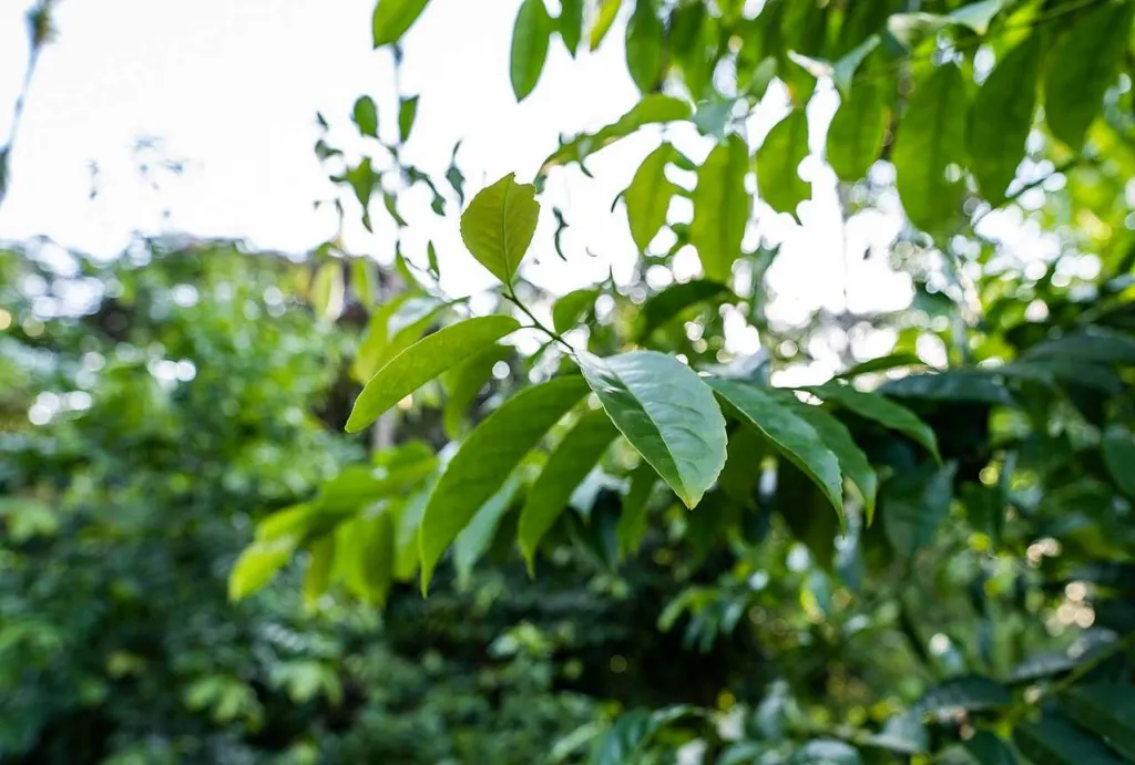 Ilex guayusa leaves, glossy and finely toothed, on a guayusa plant in the Ecuadorian Amazon