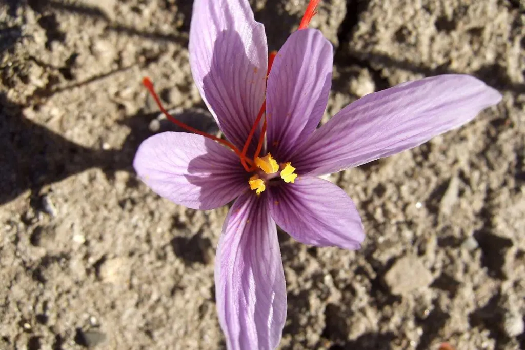 Crocus sativus saffron crocus in flower, violet petals with three long red stigmas and yellow stamens