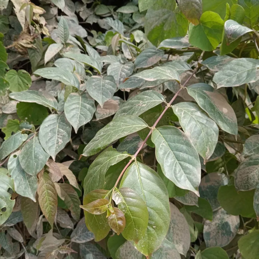 Uncaria tomentosa cat's claw vine with downy leaves growing at Satipo in the Peruvian central forest