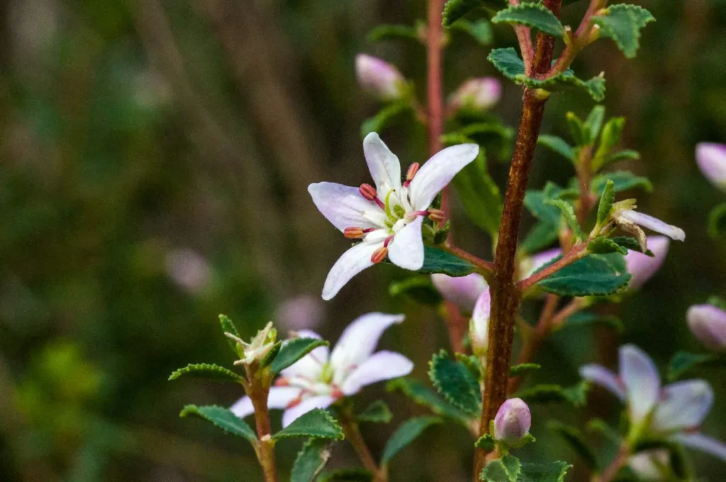 Agathosma betulina, round buchu, a low flowering shrub on a Cederberg fynbos slope