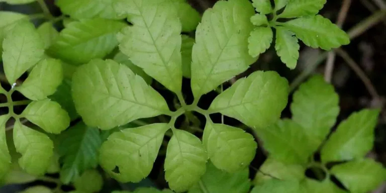 Five-leaflet Gynostemma pentaphyllum foliage growing wild on Victoria Peak, Hong Kong