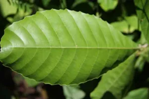 Chapter 2: Ilex guayusa, a single leaf