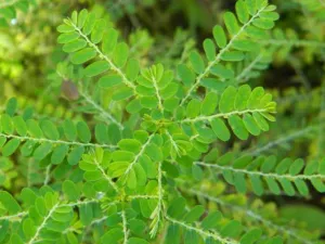 Phyllanthus niruri leaflets in two neat rows on a fresh green branchlet, Peru