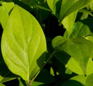 Chapter 6: Ilex guayusa, the leaves