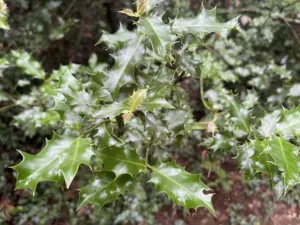 Chapter 10: Ilex aquifolium, English holly in Victoria, a relative of Ilex guayusa