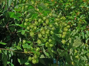 Humulus lupulus hop cones hanging from a climbing bine