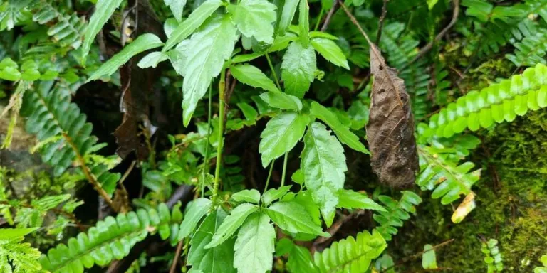Gynostemma pentaphyllum vine growing among ferns on a forest bank in Hualien, Taiwan