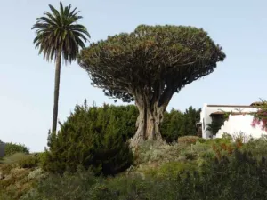 Dracaena draco Drago Milenario dragon tree at Icod de los Vinos, Tenerife