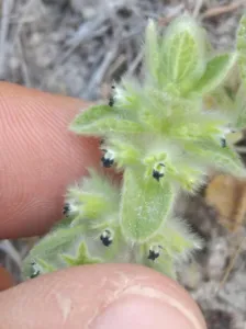 Chapter 11: Sideritis mountain tea, hairy ironwort