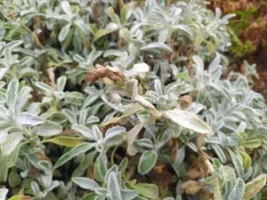 Chapter 9: Sideritis mountain tea, woolly leaves