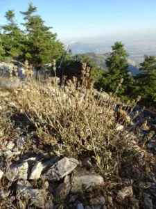Chapter 7: Sideritis mountain tea, S. raeseri