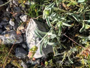 Wild Sideritis scardica with narrow woolly leaves growing among rocks
