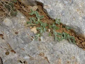 Sideritis syriaca rosette of woolly leaves on limestone rock in Crete