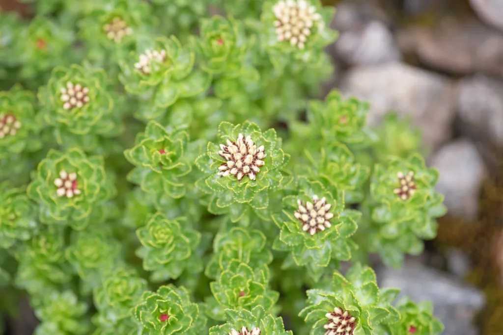 Rhodiola crenulata in flower among rocks in Sikkim, India