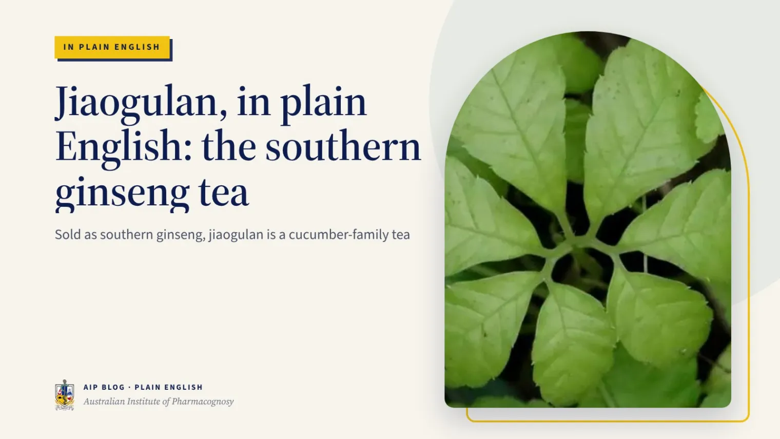 Jiaogulan, in plain English: the southern ginseng tea - Australian Institute of Pharmacognosy
