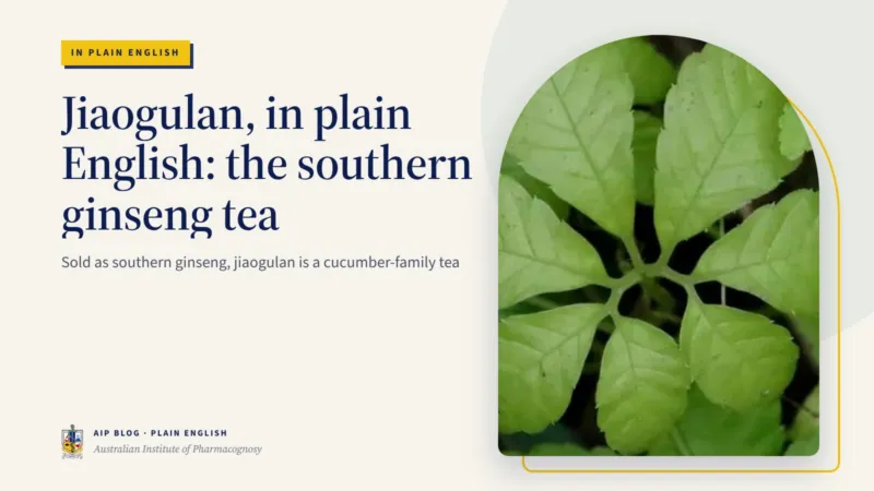 Jiaogulan, in plain English: the southern ginseng tea