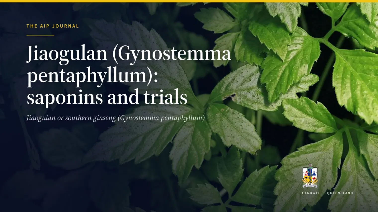 Jiaogulan (Gynostemma pentaphyllum): saponins and trials - Australian Institute of Pharmacognosy