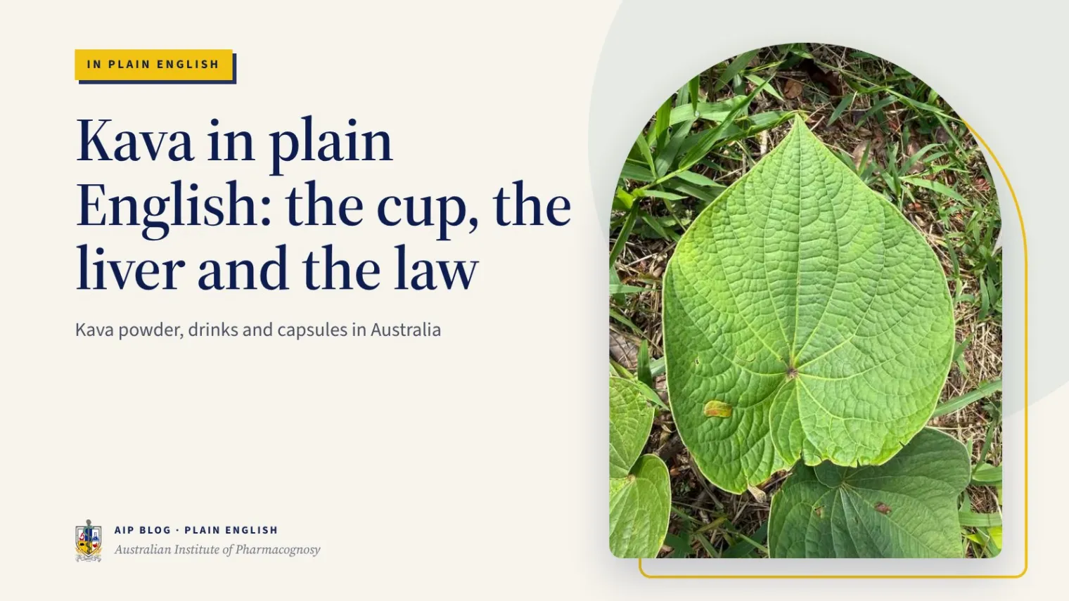 Kava in plain English: the cup, the liver and the law - Australian Institute of Pharmacognosy