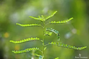 Phyllanthus plant in Kerala with long branchlets of paired leaves and a row of fruits, related to Phyllanthus niruri