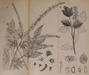 Historical botanical plate of Cimicifuga foetida from Indian Medicinal Plants 1918