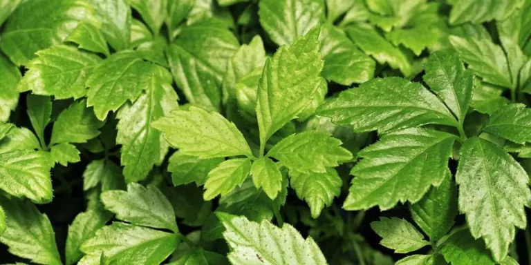 Mass of light green Gynostemma pentaphyllum leaves with serrated leaflets