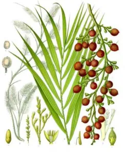 Kohler botanical plate of Calamus draco rattan palm with red resin-coated fruits